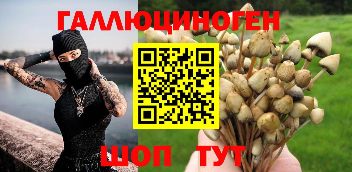 Галлюциногенные грибы Psilocybe Кызыл